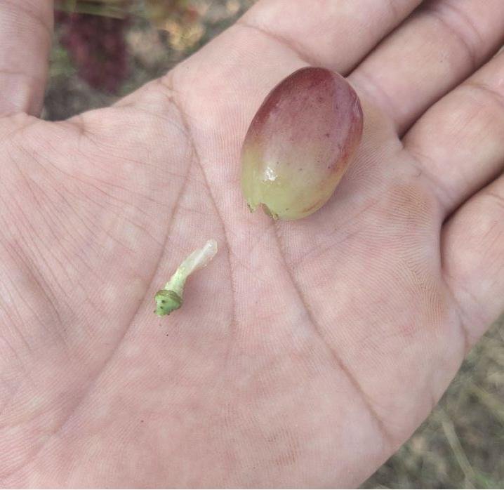 葡萄苗種植技術(shù)歡迎您、附近2cm葡萄苗基地