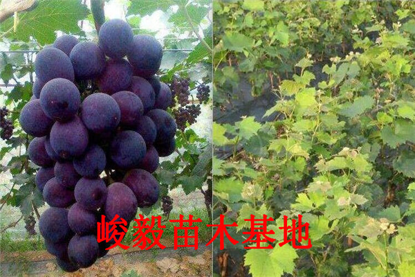 葡萄樹批發(fā)批發(fā)零售價格、附近茉莉香葡萄苗基地