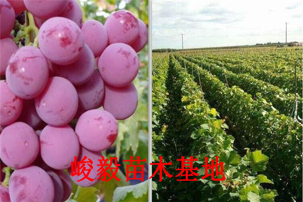 葡萄樹批發(fā)批發(fā)零售價格、附近茉莉香葡萄苗基地