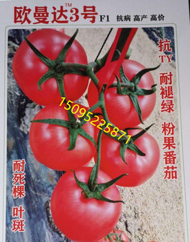 歐曼達(dá)3號(hào)歐曼達(dá)9號(hào)番茄粉色西紅柿抗病毒招代理
