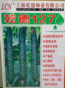 乾德127黃瓜種子苗子價格