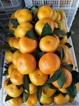 河源東江湖蜜橘
