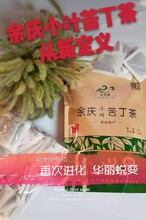 余庆小叶苦丁茶发酵茶招代理