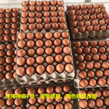 蛋鸡发酵饲料生物饲料核心料神曲7号蛋鸡使用发酵料的效果