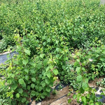 天津销售果树苗种植方法