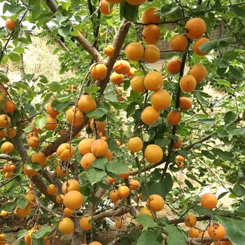 云南果樹(shù)苗種植價(jià)格
