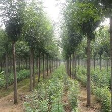 石家庄绿化苗种植价格图片
