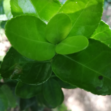 九江绿化苗种植价格图片