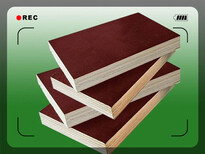 丹东松木模板模板支撑质量图片3