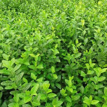 新疆小葉扶芳藤價(jià)格