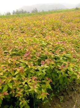 贵州金山绣线菊种植基地