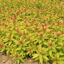 四川粉花绣线菊种植基地图片