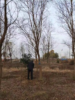 西藏叢生烏桕基地