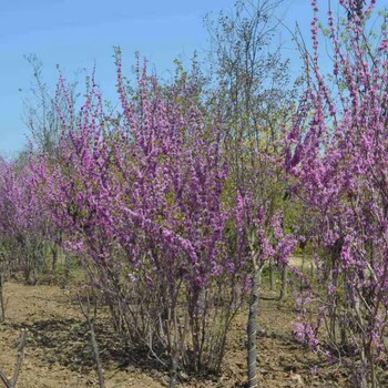 河北白花紫荆生产基地