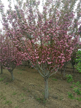 10公分樱花樱花树樱花价格日本晚樱日本早樱