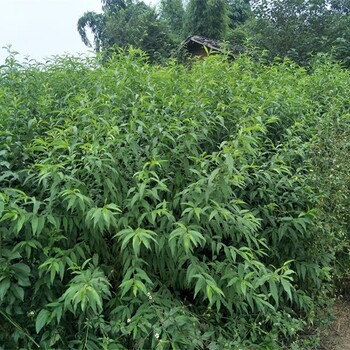 桃樹(shù)施肥管理