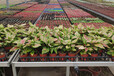 咸阳花卉温室KD-45移动花卉苗床结实耐用