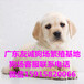 广州奶白色拉布拉多犬、奶黄色拉布拉多犬