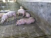 盐城养猪专用板材生产厂家