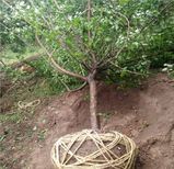 昆明红梅种植基地图片0