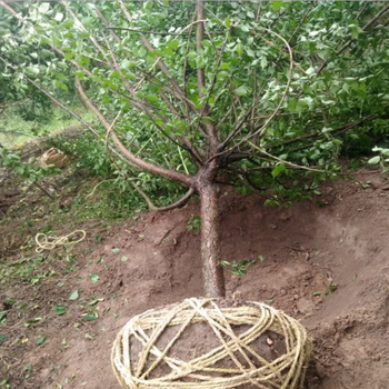 昆明红梅种植基地