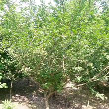 昆明红梅供货商图片