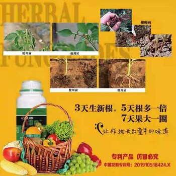 半夏根腐病發(fā)病癥狀及防治措施