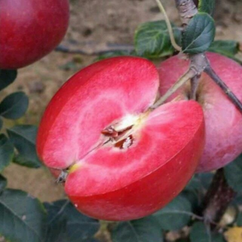 陕西苹果树苗价格优惠红肉苹果苗