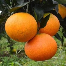 爱媛38号柑橘苗价格柑橘苗品种