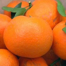 沃柑批发柑橘苗价格