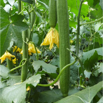 低溫生根菜棚肥蔬菜生根用肥