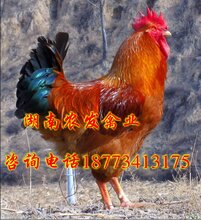 1508416892059750000-0.jpg@1e_1c_220w_220h_90Q.jpg