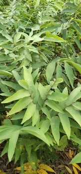 南昌無患子苗供應(yīng)