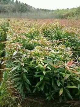 蘇州木荷苗作用功能