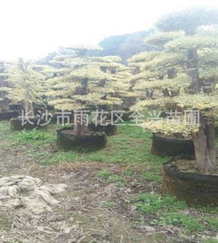 湖南造型白臘樁批發(fā)價格