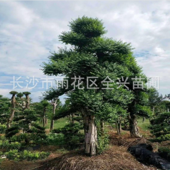 九江造型榔榆樹(shù)樁批發(fā)