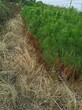 蚌埠湿地松苗品种介绍图片