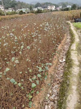 黃岡江南榿木苗種植地