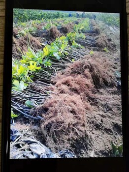 浙江從事無花果苗基地