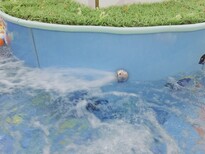 萌贝湾钢化玻璃婴儿游泳池无锡婴儿游泳池规格图片1