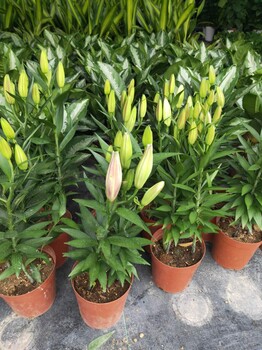 深圳綠植盆景銷售