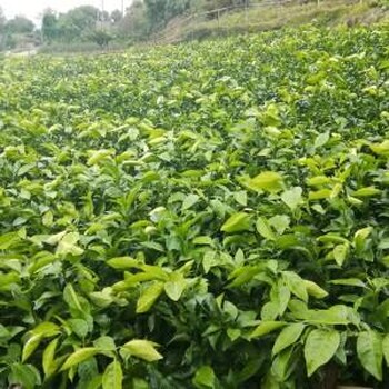 上海甘平柑橘苗種植基地