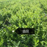 杭州由良蜜橘苗种植基地图片2