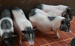 遂宁香猪养殖场图片1