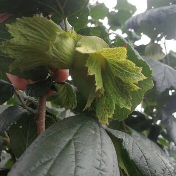 河南兴隆大榛子果种植基地