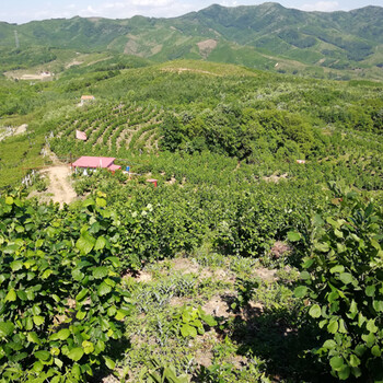 廣東興隆大榛子苗基地批發(fā)