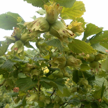 云南大榛子苗種植基地