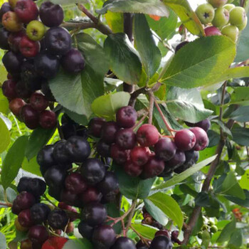 北京興隆黑果花楸果供貨商