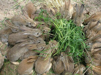 比利时兔野兔肉兔养殖与加盟图片5