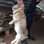 比利时兔野兔肉兔养殖与加盟图片1